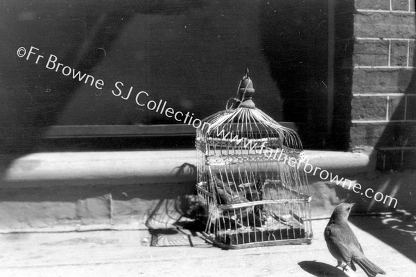 THRUSHES IN CAGE